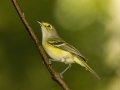 White-eyed Vireo - 1268 The Trace, Dover US-TN 36.55396, -87.90181, Stewart, Tennessee, Sept 19, 2024
