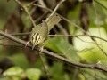 Worm-eating Warbler