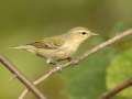 Tennessee Warbler -- 1268 The Trace, Dover US-TN, Stewart County, Tennessee, Sept 23, 2024