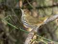 Ovenbird - Gatling Point Rec Area (36.5575,-87.9038), Stewart, Tennessee, United States, Oct 14, 2024