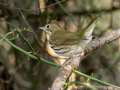 Ovenbird - Gatling Point Rec Area (36.5575,-87.9038), Stewart, Tennessee, United States, Oct 14, 2024