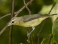 Warbling Vireo