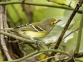 White-eyed Vireo