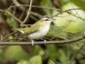 Red-eyed Vireo - 1268 The Trace, Dover US-TN 36.55396, -87.90181, Stewart, Tennessee, United States, Sept 14, 2024