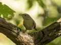 House Wren - 1268 The Trace, Dover US-TN 36.55396, -87.90181, Stewart, Tennessee, United States, Sept 19, 2024