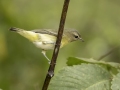 Philadelphia Vireo - 1268 The Trace, Dover US-TN 36.56384, -87.90733, Stewart, Tennessee, United States, Sept 14, 2024