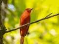 Scarlet Tanager - 1268 The Trace, Dover US-TN, Stewart County, Tennessee, Sept 11, 2024