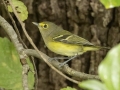 White-eyed Vireo