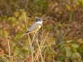 Belted Kingfisher - Barkley WMA, Stewart, Tennessee, United States, Oct 13, 2024