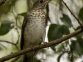 Gray-cheeked Thrush - 1268 The Trace, Dover US-TN 36.55396, -87.90181, Stewart, Tennessee, United States, Sept 14, 2024