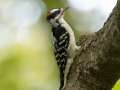 Downy Woodpecker - 1268 The Trace, Dover US-TN 36.55396, -87.90181, Stewart, Tennessee, United States, Sept 16, 2024