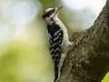 Downy Woodpecker - 1268 The Trace, Dover US-TN 36.55396, -87.90181, Stewart, Tennessee, United States, Sept 16, 2024