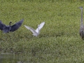 Little Blue Herons - Tennessee NWR--Duck River Unit--Blue Goose Loop, Humphreys, Tennessee, United States, Aug 14, 2024