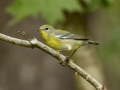 Northern Parula - Dunbar Cave SP, Montgomery, Tennessee, United States, Sept 1, 2024