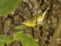 Tennessee Warbler