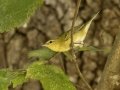 Tennessee Warbler -- 1268 The Trace, Dover US-TN, Stewart County, Tennessee, Sept 19, 2024