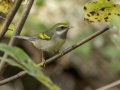 Golden-winged Warbler - 1268 The Trace, Dover US-TN 36.55396, -87.90181, Stewart, Tennessee, United States, Sept 11, 2024