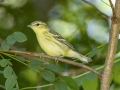 Cerulean Warbler - Gatling Point Rec Area (36.5575,-87.9038), Stewart, Tennessee, United States, July 10, 2024