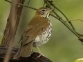 Wood Thrush - 1268 The Trace, Dover US-TN 36.55396, -87.90181, Stewart. Tennessee, Sept 14, 2024