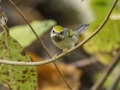 Golden-winged Warbler - 1268 The Trace, Dover US-TN 36.55396, -87.90181, Stewart, Tennessee, United States, Sept 11, 2024