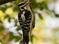 Hairy Woodpecker - 1268 The Trace, Dover US-TN 36.55396, -87.90181, Stewart, Tennessee, United States, Sept 24, 2024