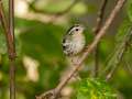 Black-and-white Warbler - 1268 The Trace, Dover US-TN 36.55396, -87.90181, Stewart, Tennessee, United States, Sept 16, 2024