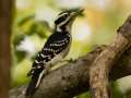 Hairy Woodpecker - 1268 The Trace, Dover US-TN 36.55396, -87.90181, Stewart, Tennessee, United States, Sept 24, 2024