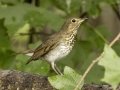 Swainson's Thrush - 1268 The Trace, Dover, Stewart County, Tennessee, Sept 14, 2024