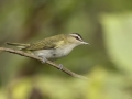 Red-eyed Vireo