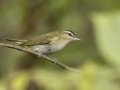 Red-eyed Vireo - 1268 The Trace, Dover US-TN 36.55396, -87.90181, Stewart, Tennessee, United States, Sept 14, 2024