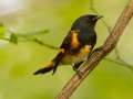 American Redstart - 1268 The Trace, Dover US-TN 36.55396, -87.90181, Stewart, Tennessee, United States, Sept 24, 2024