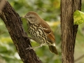 Brown Thrasher - 1268 The Trace, Dover US-TN 36.55396, -87.90181, Stewart, Tennessee, United States, Sept 14, 2024