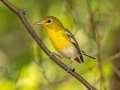 Yellow-throated Vireo - 1268 The Trace, Dover US-TN 36.55396, -87.90181, Stewart County, Sept 16, 2024