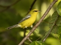 Blue-winged Warbler - 1268 The Trace, Dover US-TN 36.55396, -87.90181, Stewart, Tennessee, United States, Sept 19, 2024