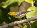 Black-throated Green Warbler - 1268 The Trace, Dover US-TN 36.55396, -87.90181, Stewart, Tennessee, United States, Oct 8, 2024