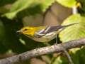 Black-throated Green Warbler - 1268 The Trace, Dover US-TN 36.55396, -87.90181, Stewart, Tennessee, United States, Oct 8, 2024