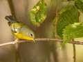 Northern Parula - Gatling Point Rec Area (36.5575,-87.9038), Stewart, Tennessee, United States,  Oct 2, 2024