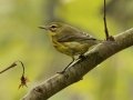 Prairie Warbler - 1268 The Trace, Dover US-TN 36.55396, -87.90181, Stewart, Tennessee, United States, Sept 14, 2024