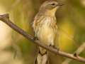 Yellow-rumped Warbler