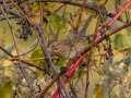 Lincoln\'s Sparrow - Gatling Point Rec Area (36.5575,-87.9038), Stewart, Tennessee, United States, Oct 14, 2024