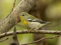 Northern Parula - 1268 The Trace, Dover US-TN 36.55396, -87.90181, Stewart, Tennessee, United States, Sept 14, 2024