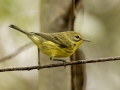 Prairie Warbler