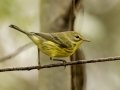Prairie Warbler - 1268 The Trace, Dover US-TN 36.55396, -87.90181, Stewart, Tennessee, United States, Sept 14, 2024