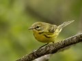 Prairie Warbler - 1268 The Trace, Dover US-TN 36.55396, -87.90181, Stewart, Tennessee, United States, Sept 14, 2024