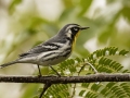 Yellow-throated Warbler