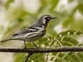 Yellow-throated Warbler - 1268 The Trace, Dover US-TN 36.55396, -87.90181, Stewart County, Sept 14, 2024
