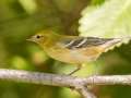 Bay-breasted Warbler - Gatling Point Rec Area (36.5575,-87.9038), Stewart, Tennessee, United States, Oct 8, 2024