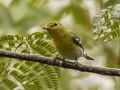 Yellow-throated Vireo