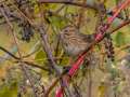 Lincoln\'s Sparrow - Gatling Point Rec Area (36.5575,-87.9038), Stewart, Tennessee, United States, Oct 14, 2024