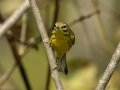 Prairie Warbler - 1268 The Trace, Dover US-TN 36.55396, -87.90181, Stewart, Tennessee, United States, Sept 11, 2024